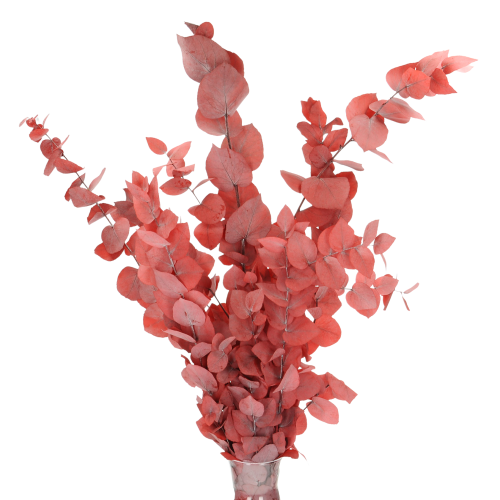Preserved red Eucalyptus Stuartiana - bunch