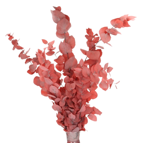 Preserved red Eucalyptus Stuartiana - bunch