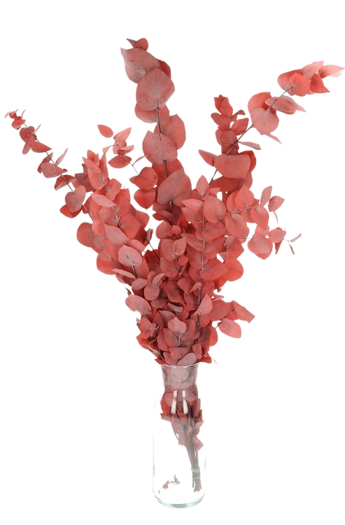 Preserved red Eucalyptus Stuartiana - bunch