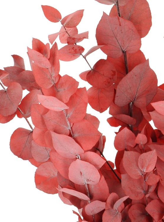 Preserved red Eucalyptus Stuartiana - bunch