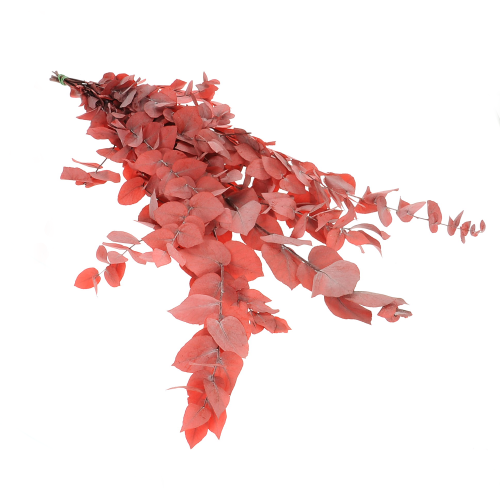 Preserved red Eucalyptus Stuartiana - bunch