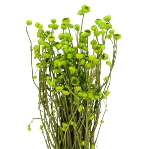 Suszony złociszek (wiekuistka, Ammobium) zielony - bukiet - suszone kwiaty