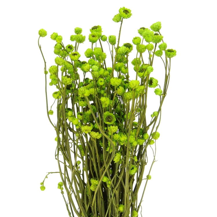 Suszony złociszek (wiekuistka, Ammobium) zielony - bukiet - suszone kwiaty