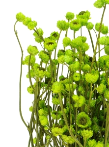 Suszony złociszek (wiekuistka, Ammobium) zielony - bukiet - suszone kwiaty