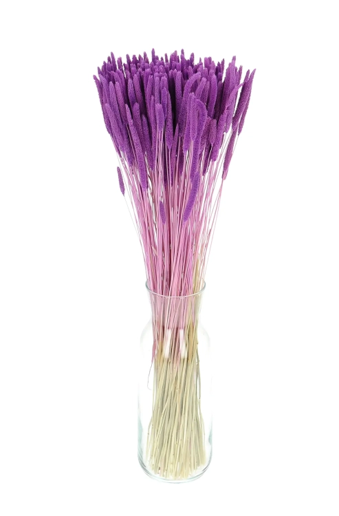 Suszona tymotka (Phleum) fioletowa - bukiet