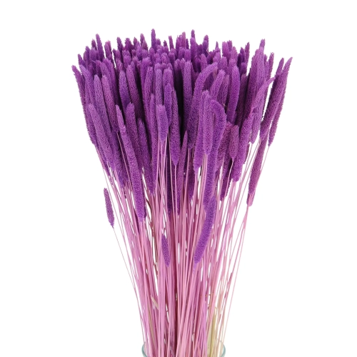 Suszona tymotka (Phleum) fioletowa - bukiet