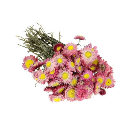 Suszony suchlin ciemnoróżowy (Acroclinium, Helipterum) - bukiet - suszone kwiaty