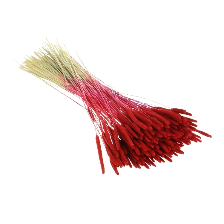 Suszona tymotka (Phleum) czerwona - bukiet