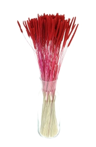 Suszona tymotka (Phleum) czerwona - bukiet