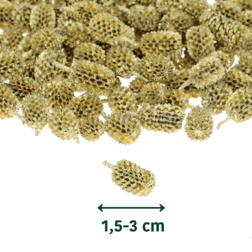 Szyszki Casurina złote 100 g - susz egzotyczny