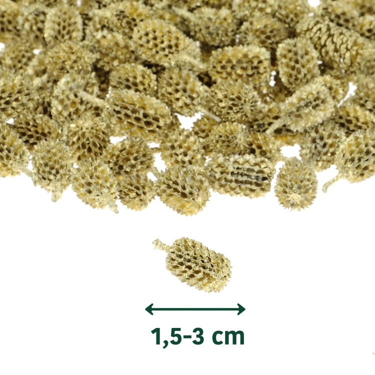 Szyszki Casurina złote 100 g - susz egzotyczny