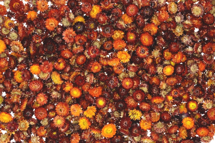 Suszone kocanki pomarańczowo-czerwone - kwiaty, główki 50 g, ~70 szt.