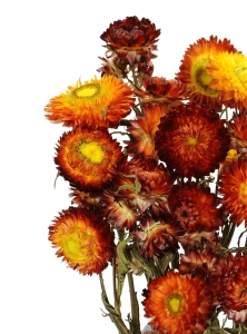 Suszone kocanki pomarańczowo-czerwone (nieśmiertelnik, Helichrysum) - bukiet
