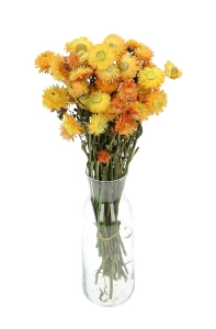 Suszone kocanki żółto-pomarańczowe (nieśmiertelnik, Helichrysum) - bukiet