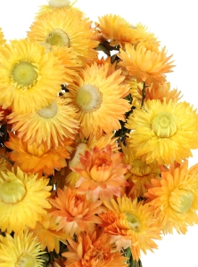 Suszone kocanki żółto-pomarańczowe (nieśmiertelnik, Helichrysum) - bukiet