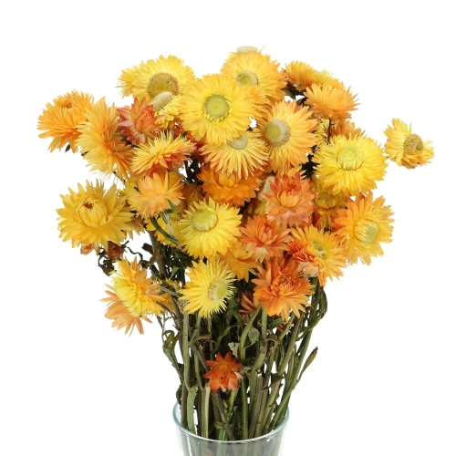 Suszone kocanki żółto-pomarańczowe (nieśmiertelnik, Helichrysum) - bukiet