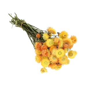 Suszone kocanki żółto-pomarańczowe (nieśmiertelnik, Helichrysum) - bukiet