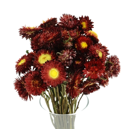 Suszone kocanki bordowe (nieśmiertelnik, Helichrysum) - bukiet