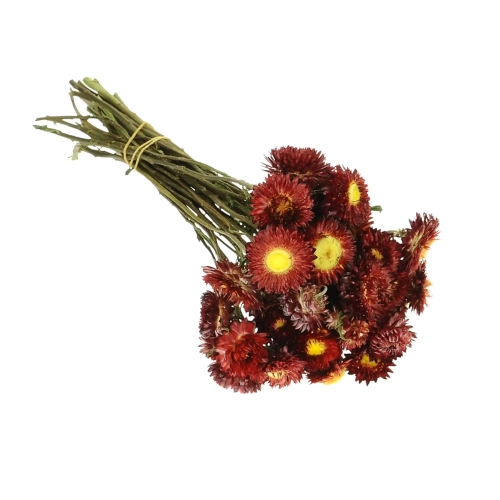 Suszone kocanki bordowe (nieśmiertelnik, Helichrysum) - bukiet