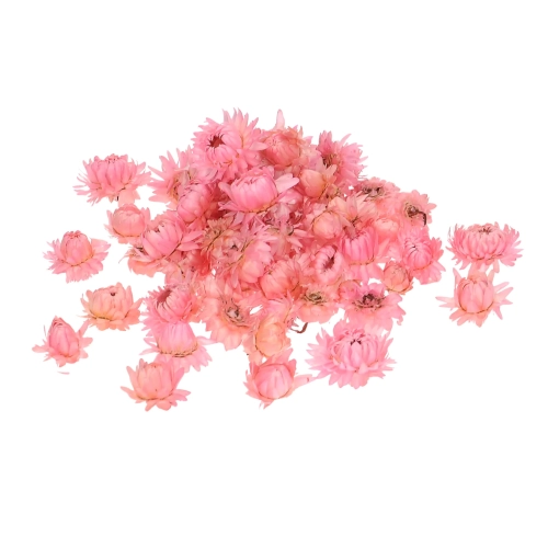 suszone-kocanki-rozowe-glowki.webp