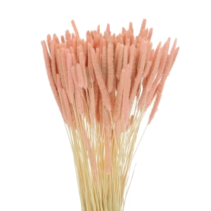 Suszona tymotka (Phleum) łososiowa - bukiet