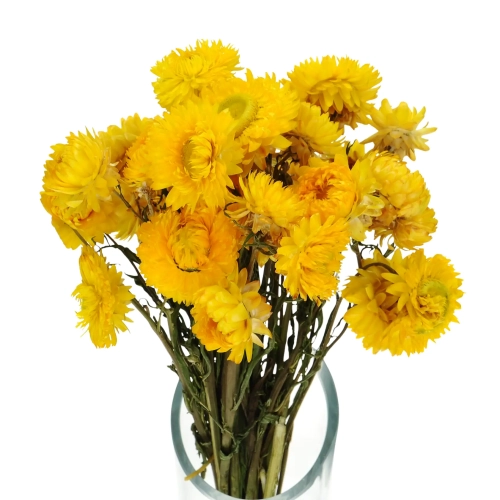 Suszone kocanki żółte (nieśmiertelnik, Helichrysum) - bukiet