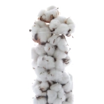 Baumwollblüten - 10 Stück - Trockenblumen