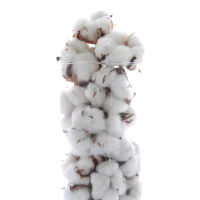 Dried cotton flowers 
