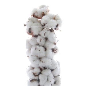 Getrocknete Baumwollblüten - 10 Stück