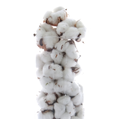 Getrocknete Baumwollblüten - 10 Stück