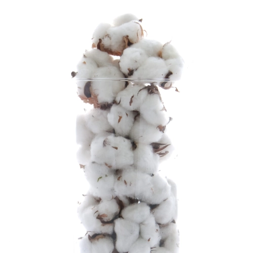 Dried cotton flowers 