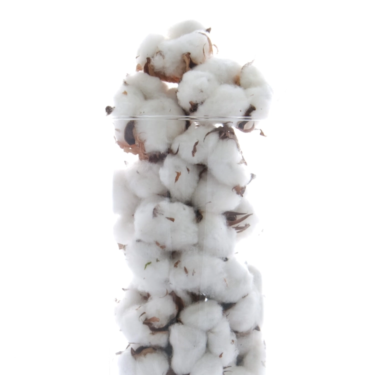 Getrocknete Baumwollblüten - 10 Stück