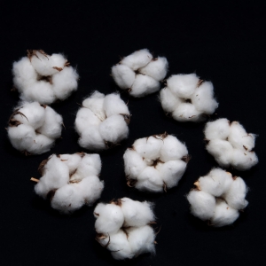 Getrocknete Baumwollblüten - 10 Stück