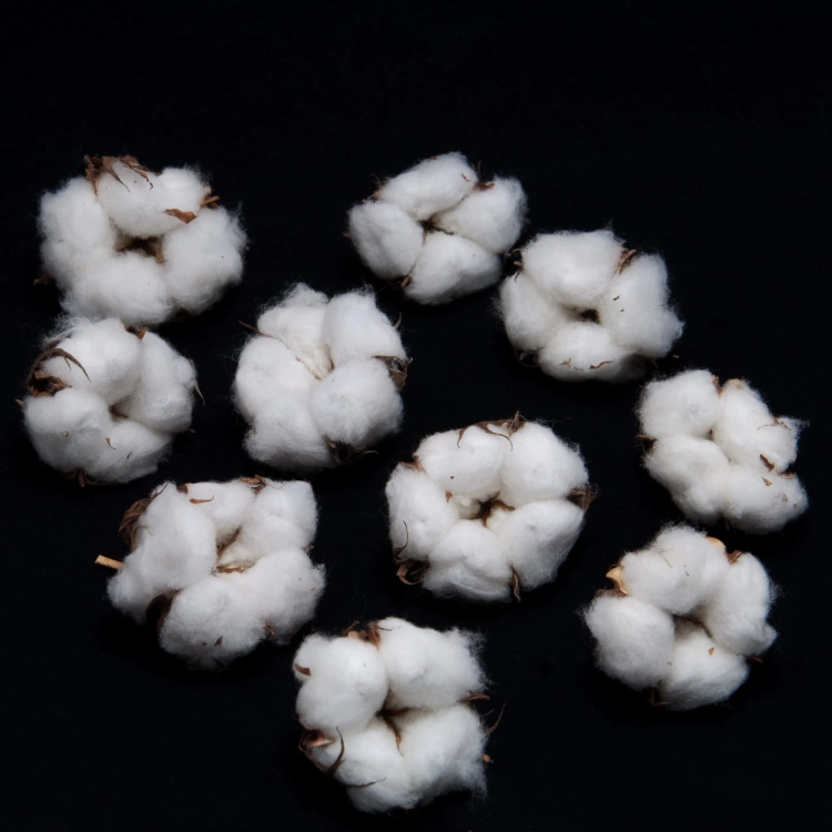 Getrocknete Baumwollblüten - 10 Stück