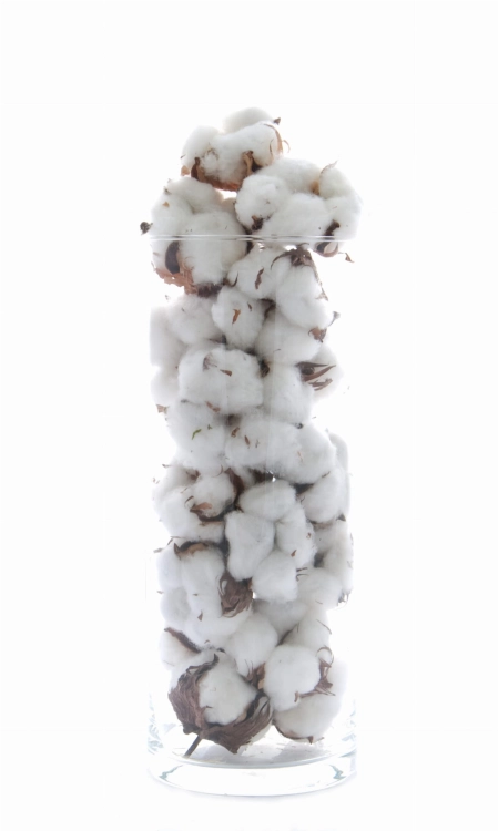 Getrocknete Baumwollblüten - 10 Stück