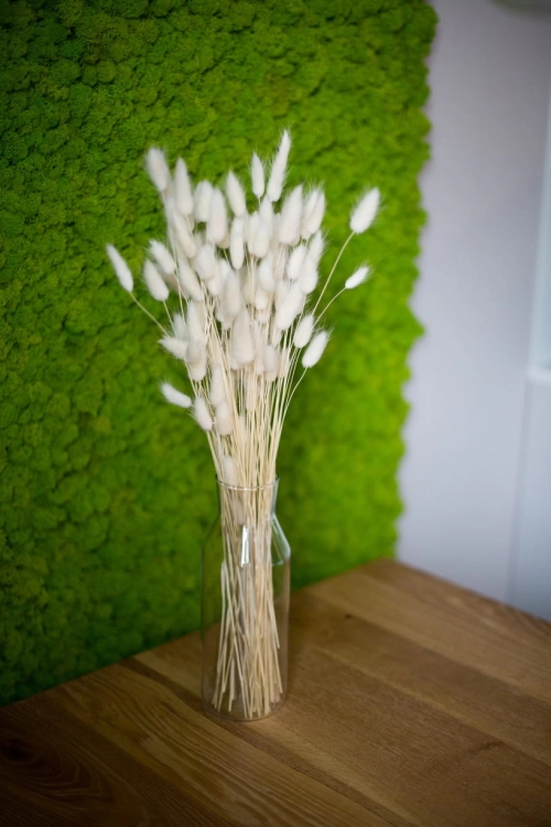 Dried white Lagurus - bunny tail grass ~60 stems