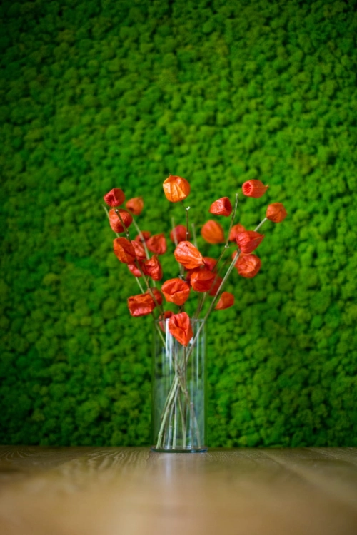 Dried Physalis - bunch - dried flowers