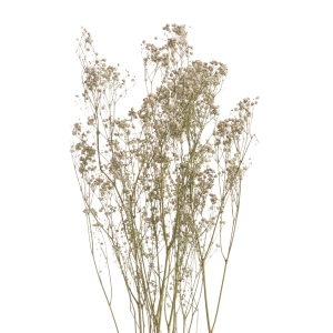 Schleierkraut, weiß - Strauß 5 Stk. - Trockenblumen