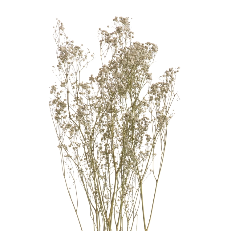 Schleierkraut, weiß - Strauß 5 Stk. - Trockenblumen