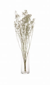 Schleierkraut, weiß - Strauß 5 Stk. - Trockenblumen