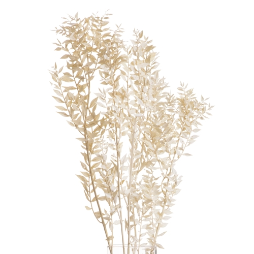 Ruscus (Mäusedorne), weiß - Strauß, 5 Stk. - Trockenblätter 