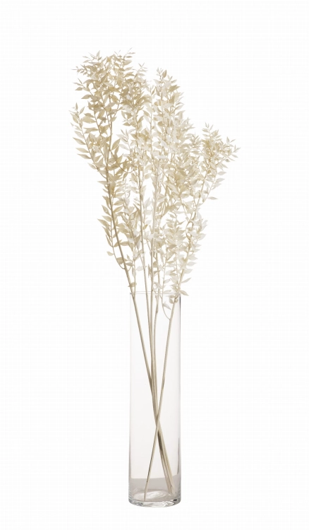 Ruscus (Mäusedorne) weiß - 5 Zweigen