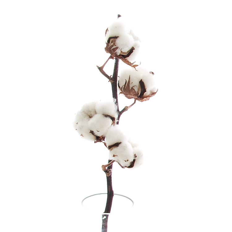 Dried cotton stem  with 4 flowers