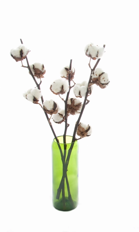 Baumwolle - Zweig, 4 Blüten - Trockenblumen