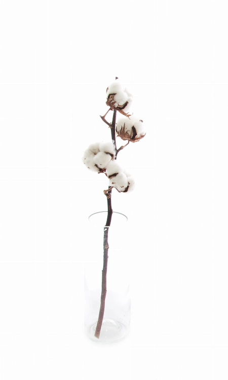 Dried cotton stem  with 4 flowers