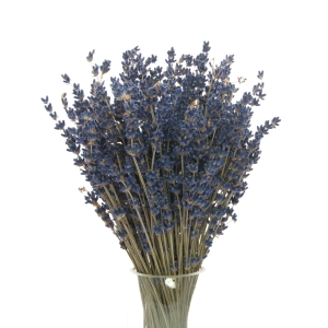 Dried dark blue lavender - bouquet ~150 pcs.
