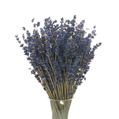 Dried dark blue lavender - bouquet ~150 pcs.
