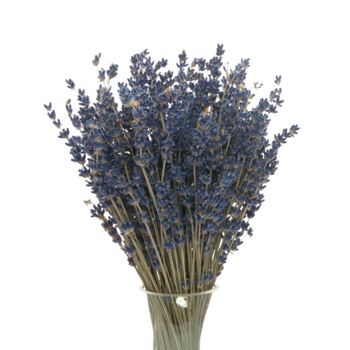 Dried dark blue lavender - bouquet ~150 pcs