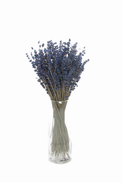 Lavendel, dunkelblau - Strauß ~150 Stk. - Trockenblumen