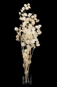 Lunaria, gebleicht - Strauß - Trockenblumen